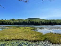 Pine Hill Cottage · Serene Pondside Cottage w/Private Island Cam